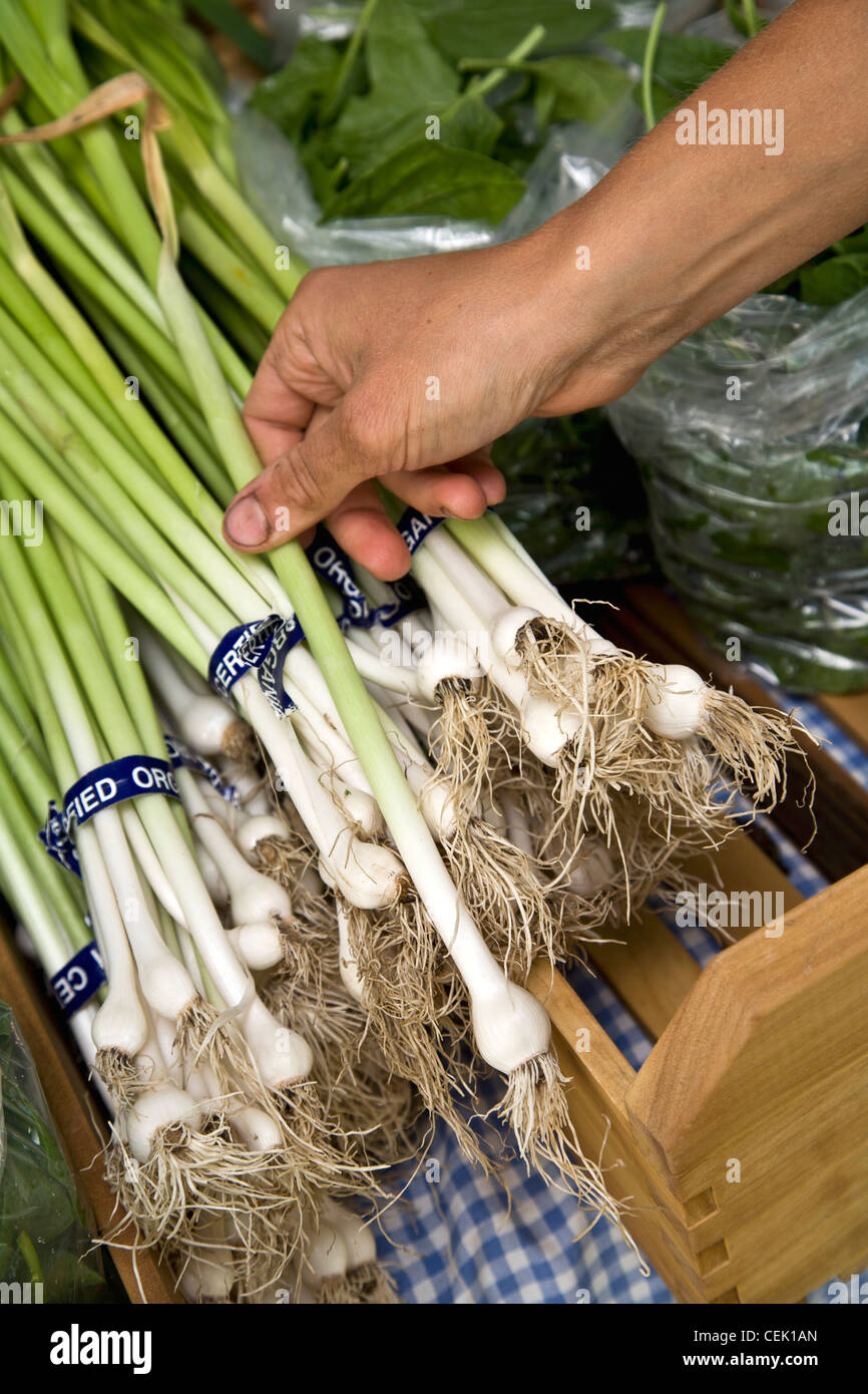 Agriculture - A farmers hand with organic green onions (scallions) at an outdoor farmers market / Newport, Rhode Island, USA. Stock Photo