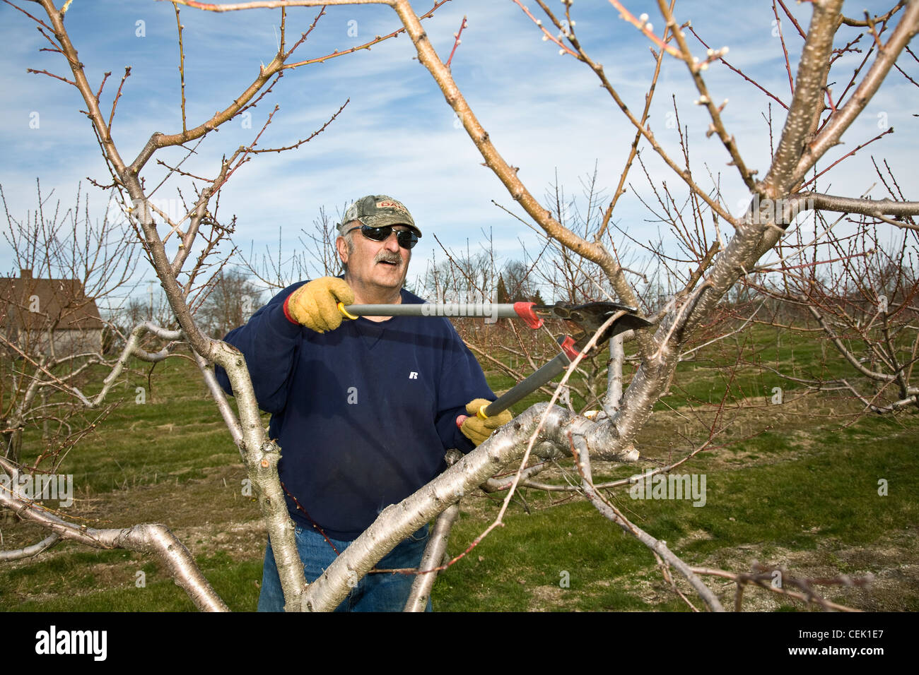 An orchard worker prunes a peach tree in Spring at a local family produce farm / Little Compton, Rhode Island, USA. Stock Photo