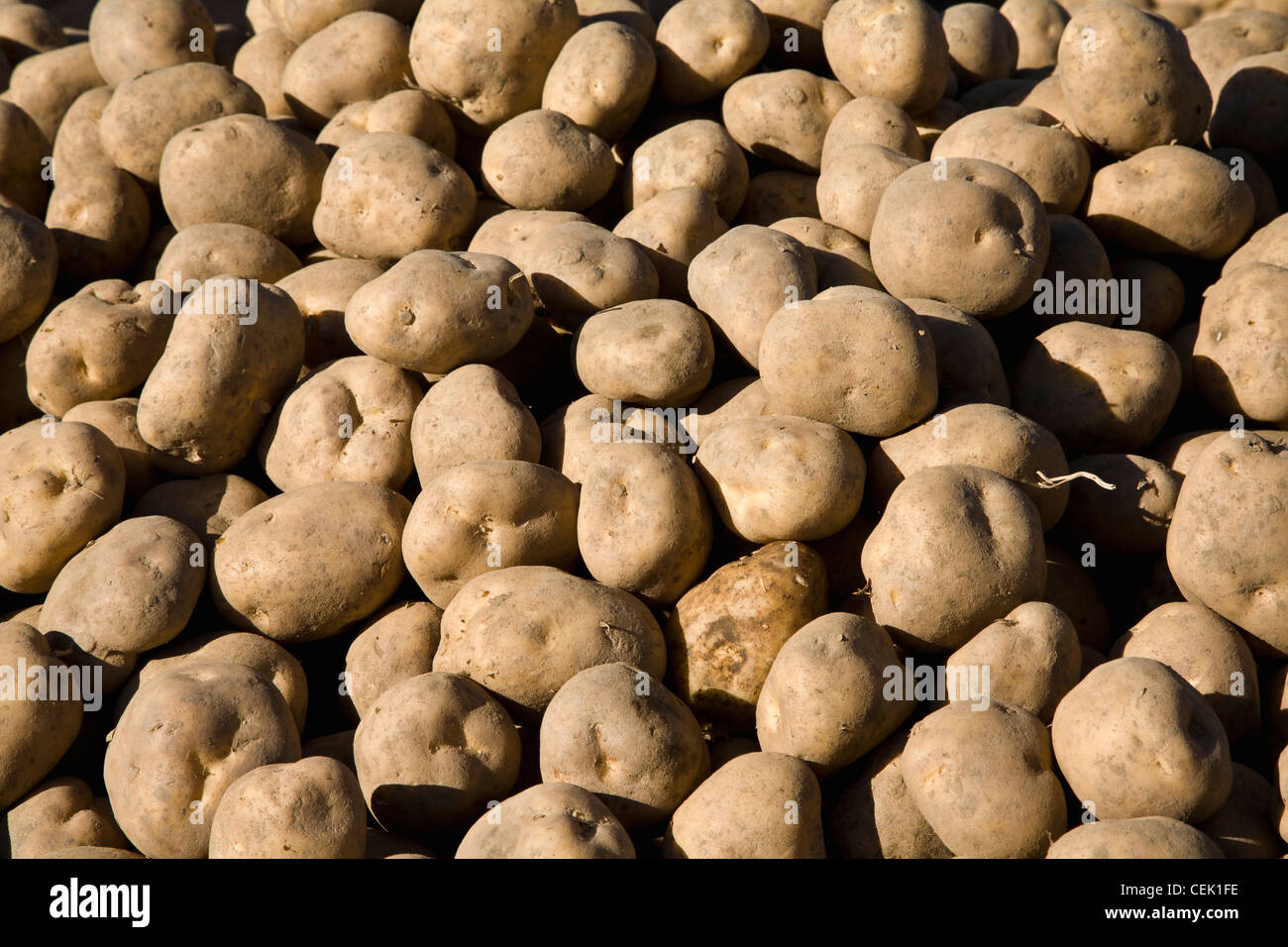 Agriculture - Seed potatoes ready for planting at a local family produce farm / Little Compton, Rhode Island, USA. Stock Photo