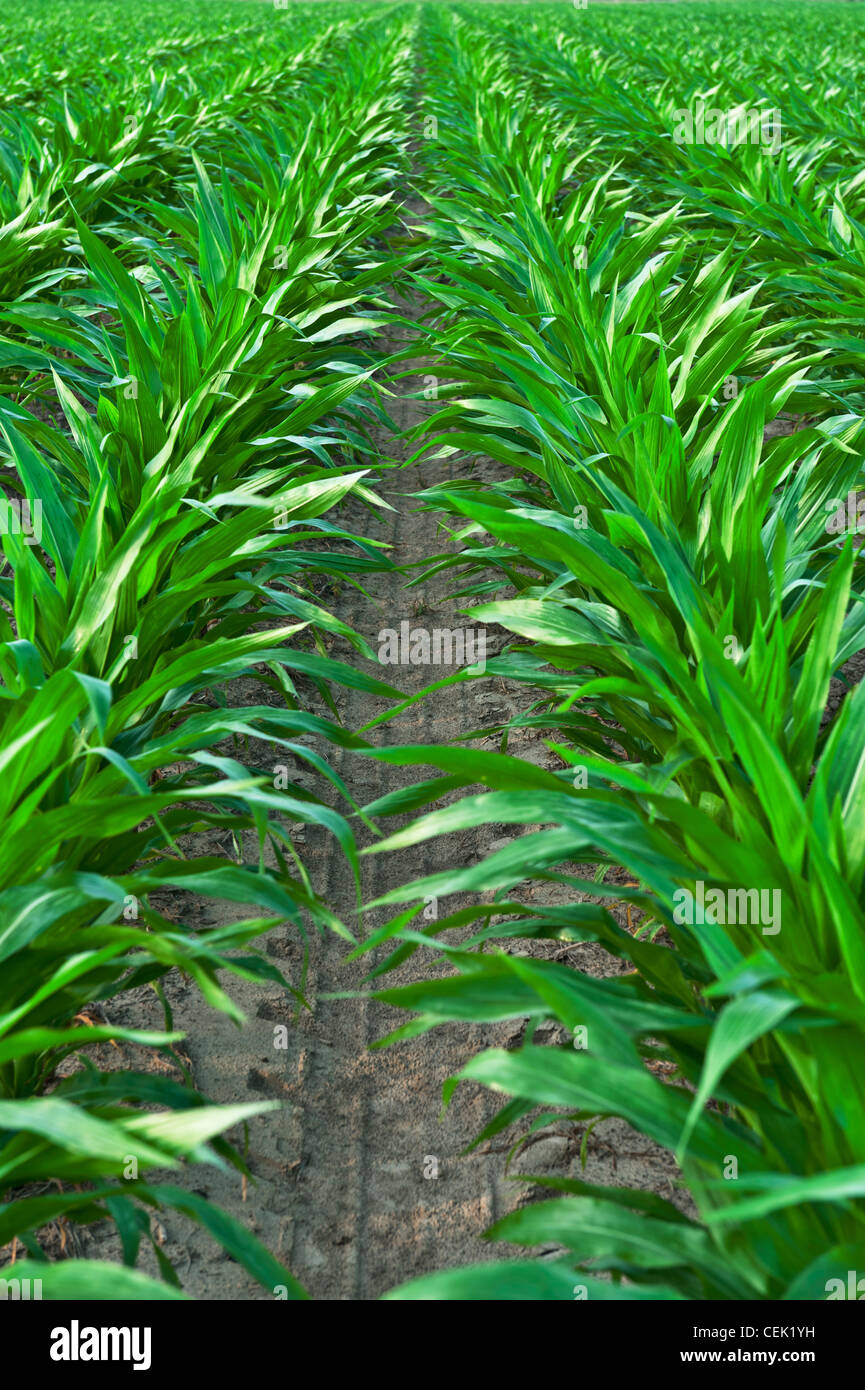 Agriculture Rows of mid growth pretassel stage grain corn plants