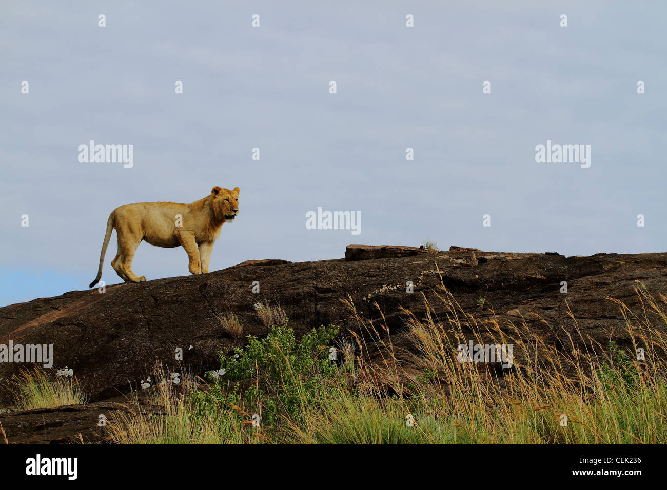 African Lioness during the wildebeest migration at Masai Mara National Park, Kenya, Nairobi Stock Photo