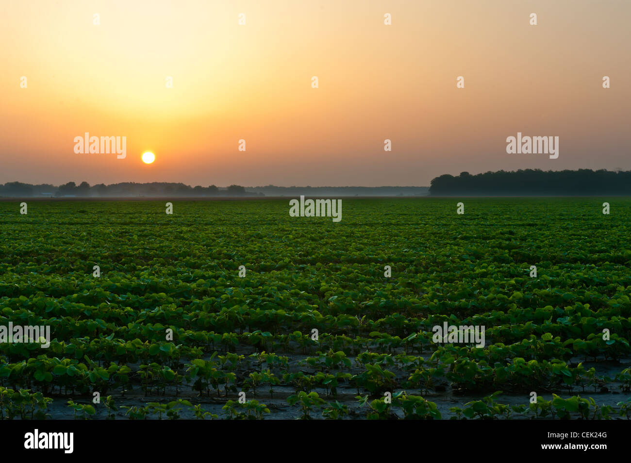 Mississippi delta hi-res stock photography and images - Alamy