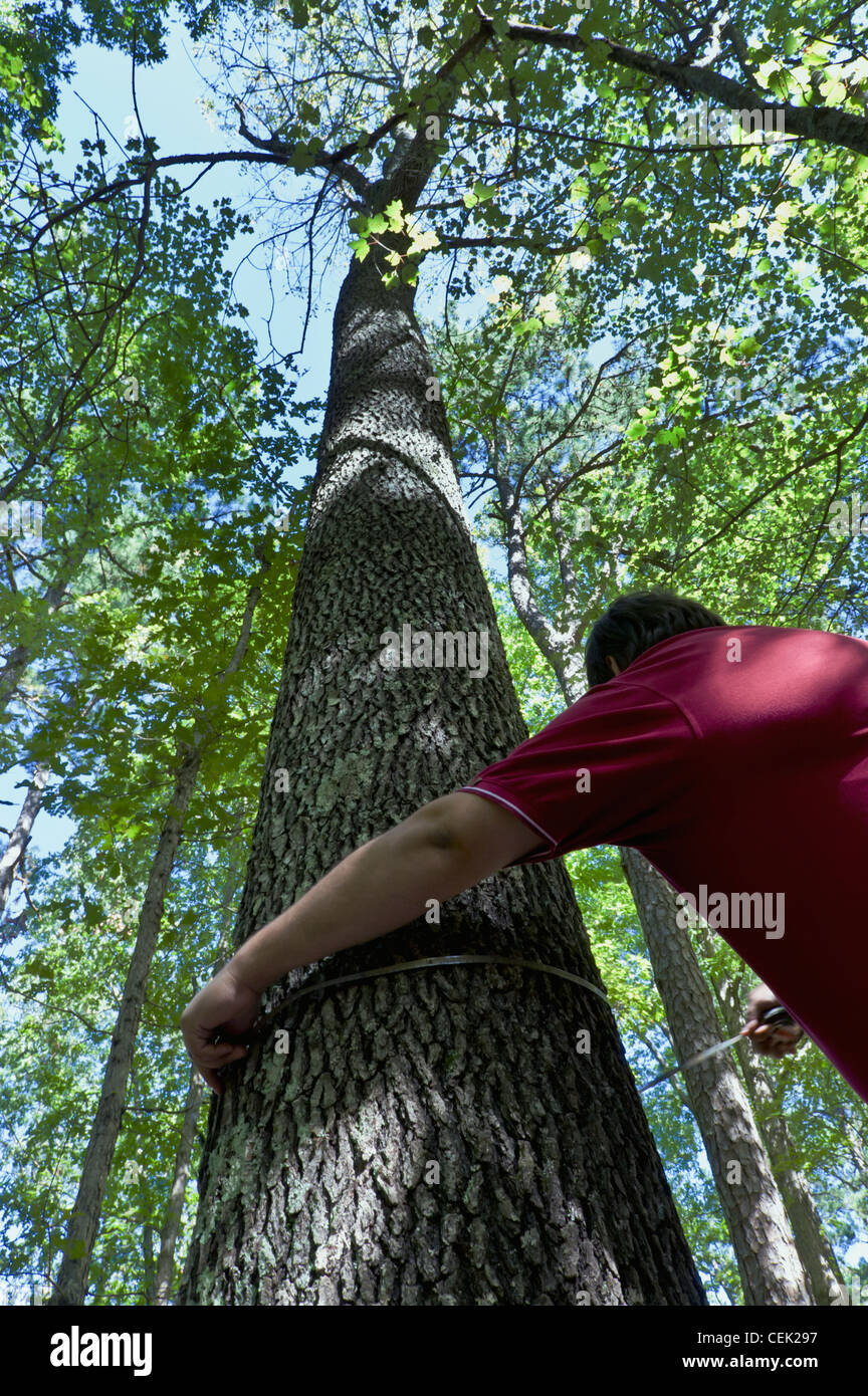 Agriculture - A forester measures an uncommonly large, quality black cherry tree / Oauchita Mountains, Arkansas, USA. Stock Photo