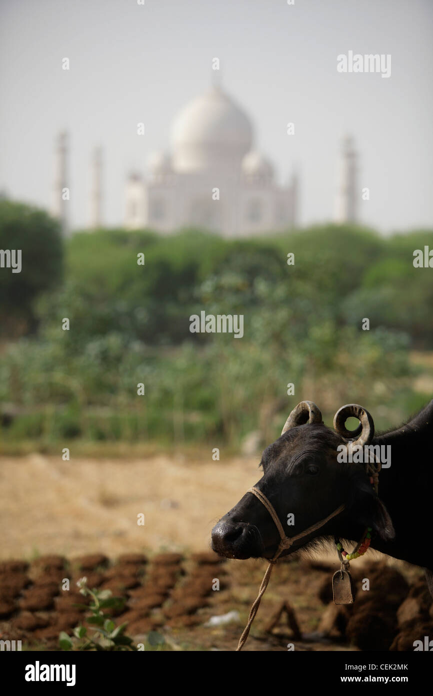 Close up of a cow in a field with the Taj Mahal in back ground. Agra, India Stock Photo