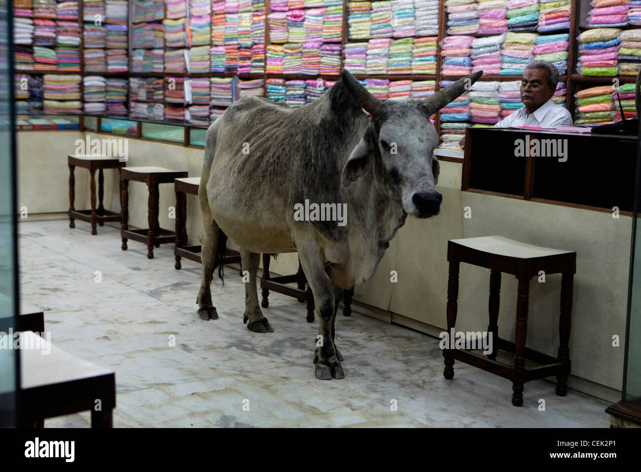 A bull in a textile shop, India Stock Photo