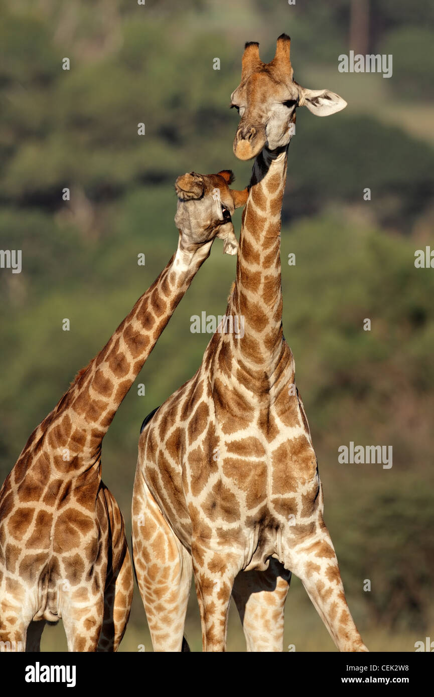Interaction between two giraffes (Giraffa camelopardalis), South Africa Stock Photo