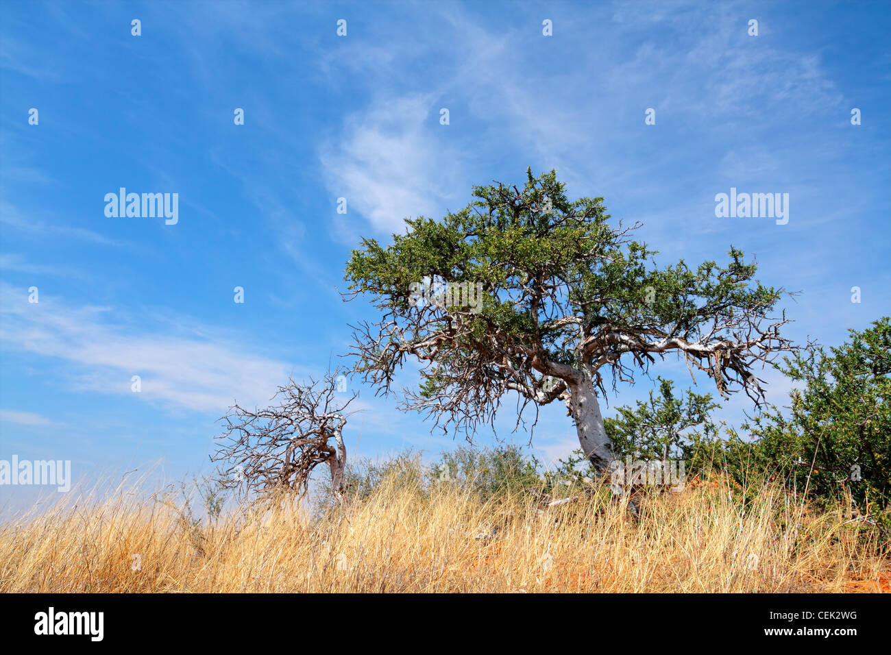 African shepherds tree (Boscia albitrunca) against a blue sky with ...