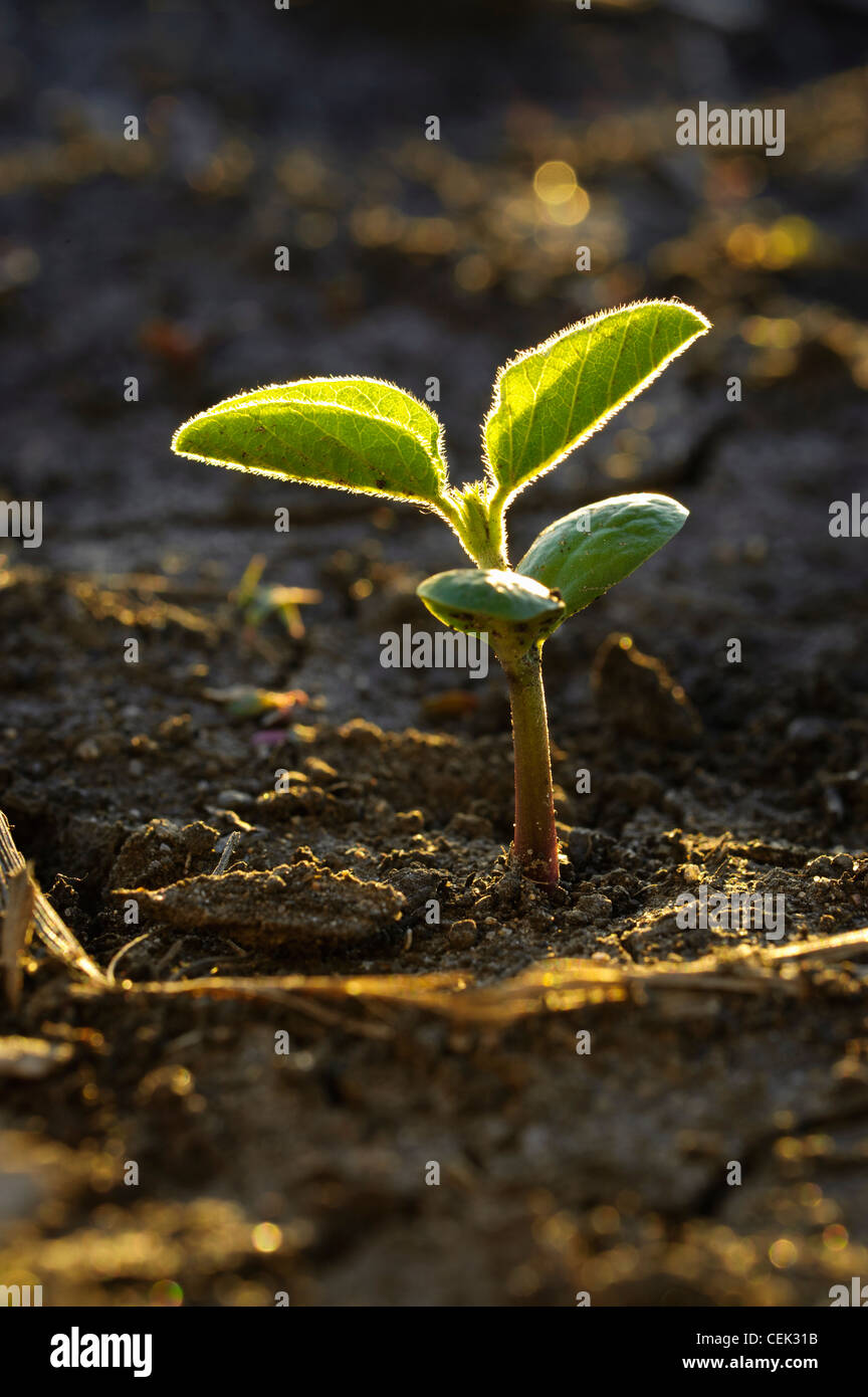 Soybean seedling hi-res stock photography and images - Alamy
