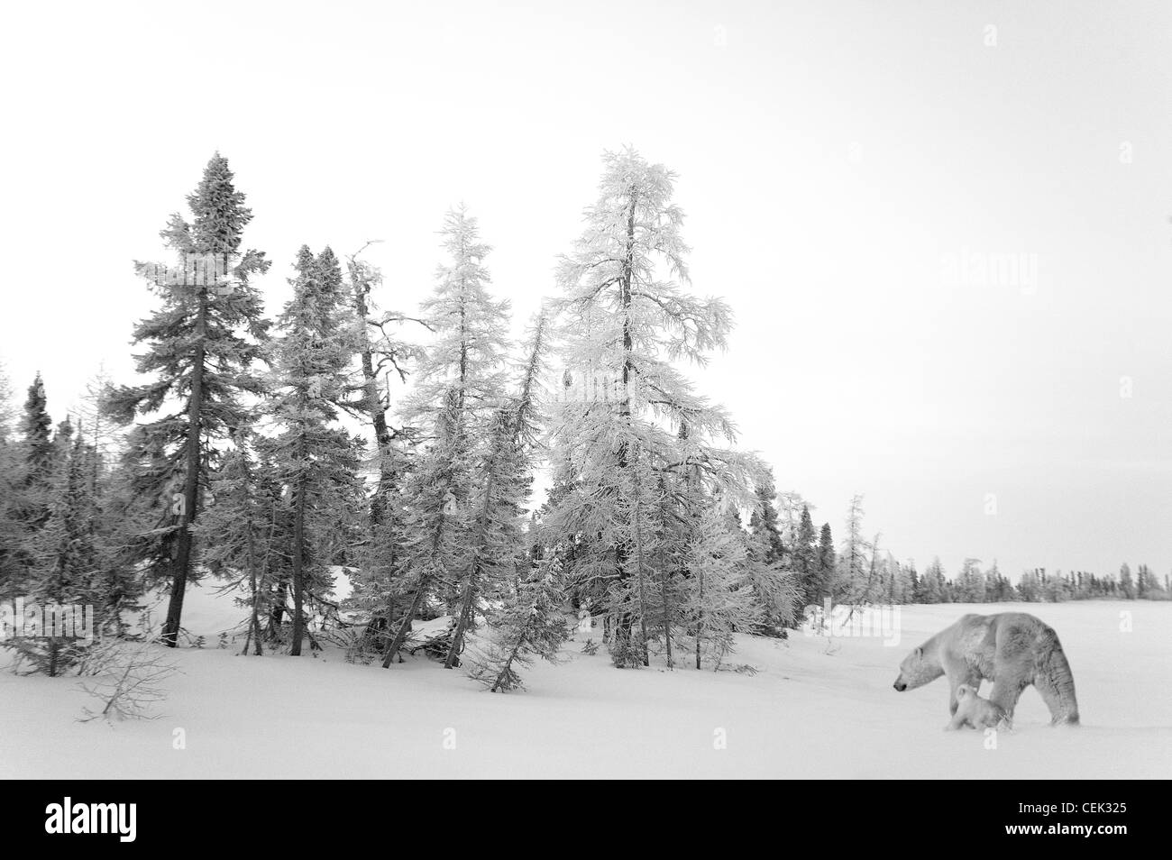 Polar bear (Ursus maritimus) mother with two cubs on snow, Hudson Bay, Manitoba, Canada Stock Photo