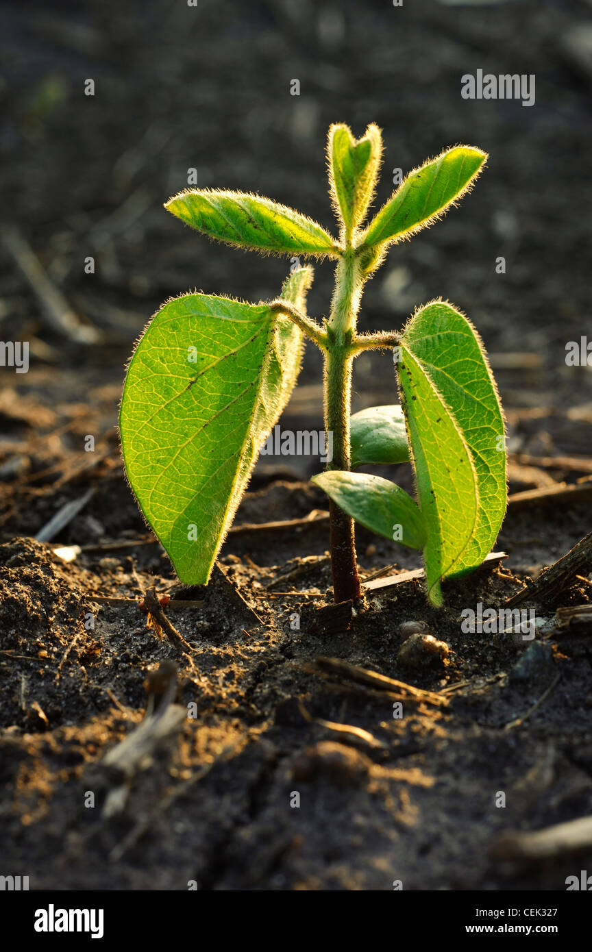 Soybean seedling hi-res stock photography and images - Alamy