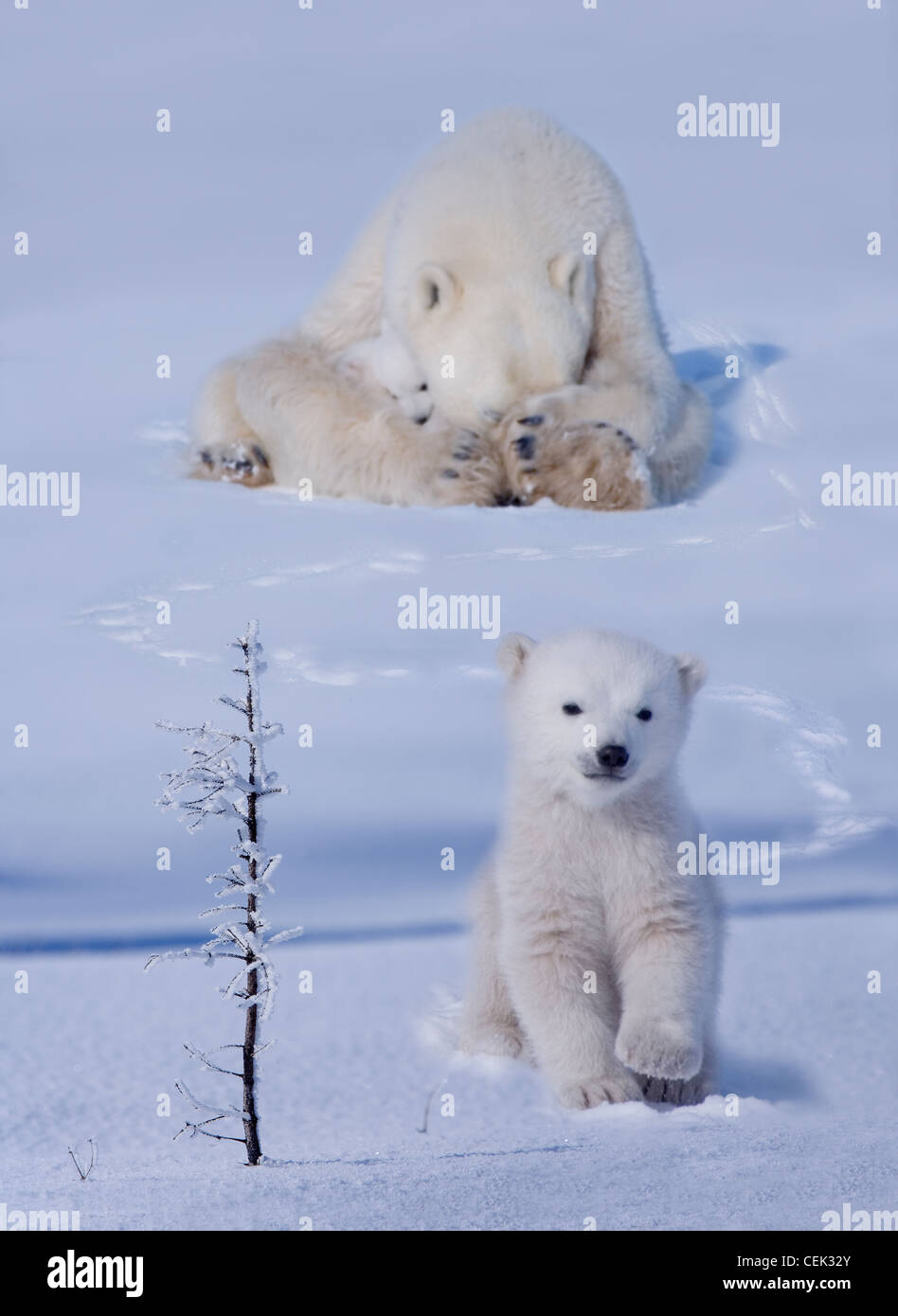 Polar bear (Ursus maritimus), cub playing peek-a-boo with mother on snow, Hudson Bay, Manitoba, Canada Stock Photo