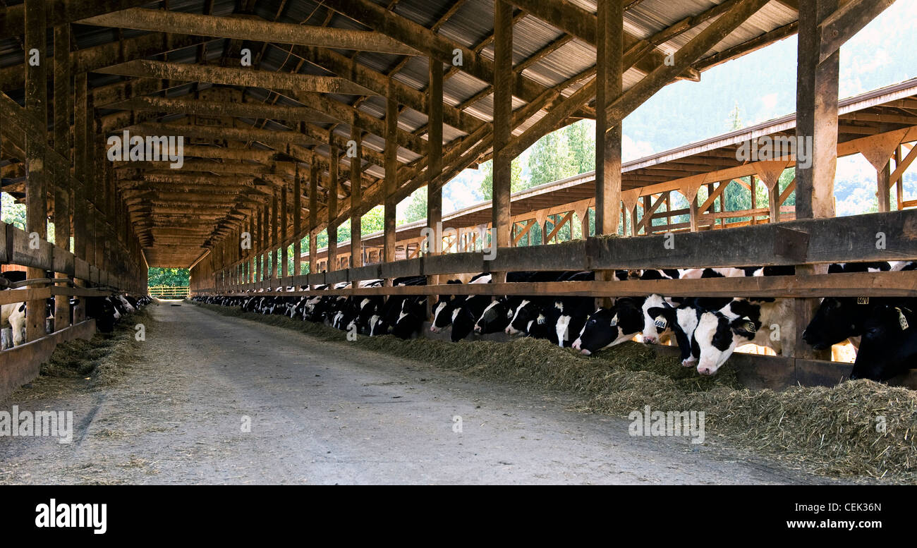 Livestock Holstein Dairy Cows Feeding On Silage In A Diary Stock