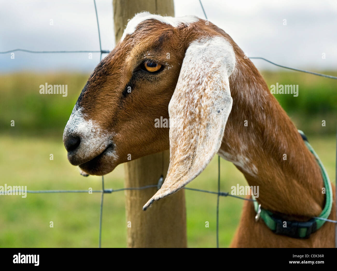 Livestock - Profile of a domestic long-eared Nubian goat with it's head  through a fence / British Columbia, Canada Stock Photo - Alamy