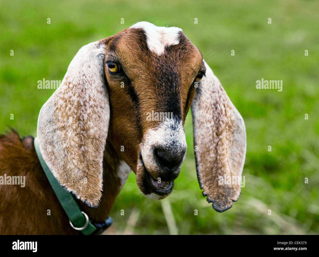 Long Eared Goat High Resolution Stock Photography and Images Alamy