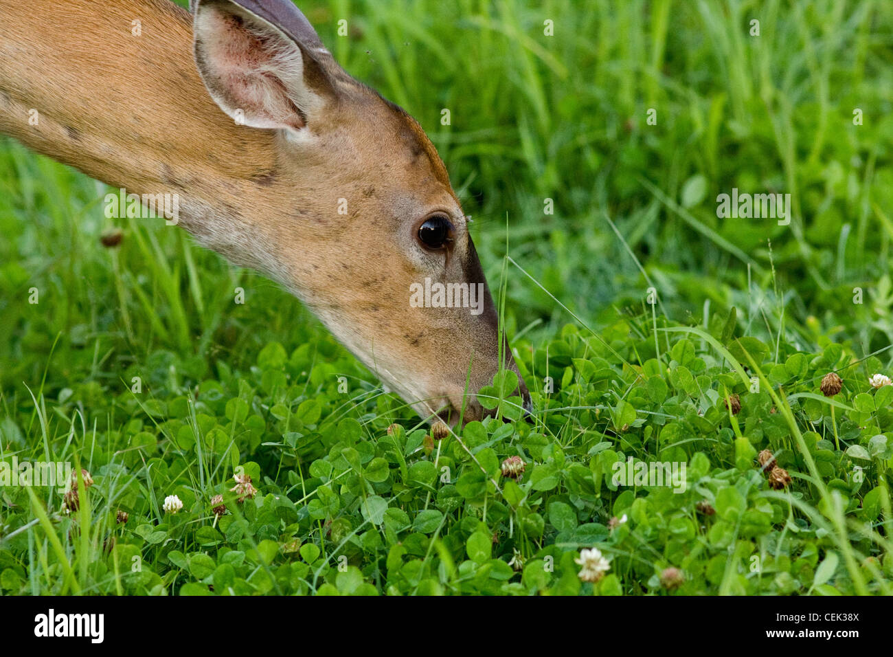 Whitetailed doe eating clover Stock Photo Alamy