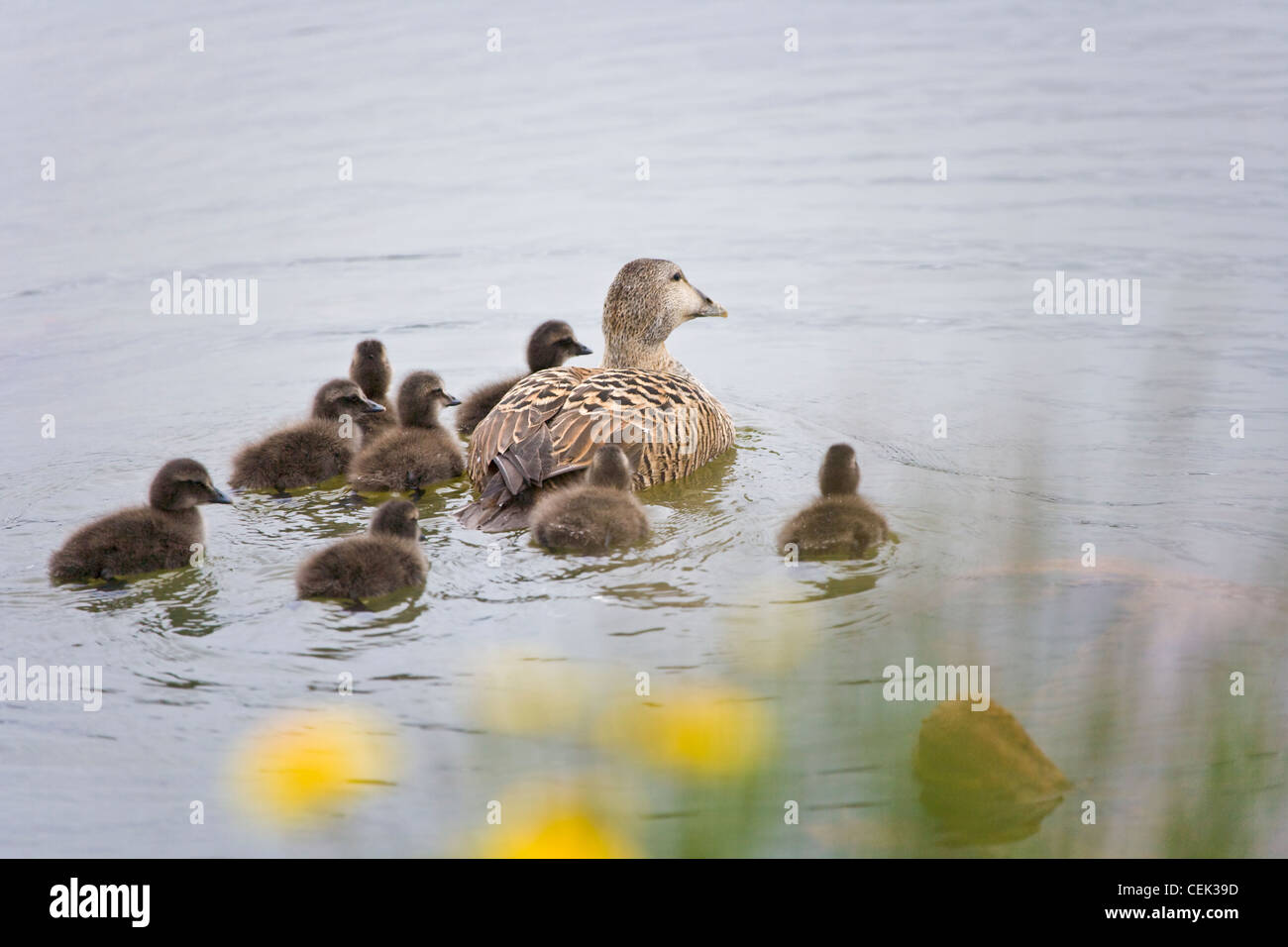 Eider Ducks, mother with ducklings, Iceland Stock Photo