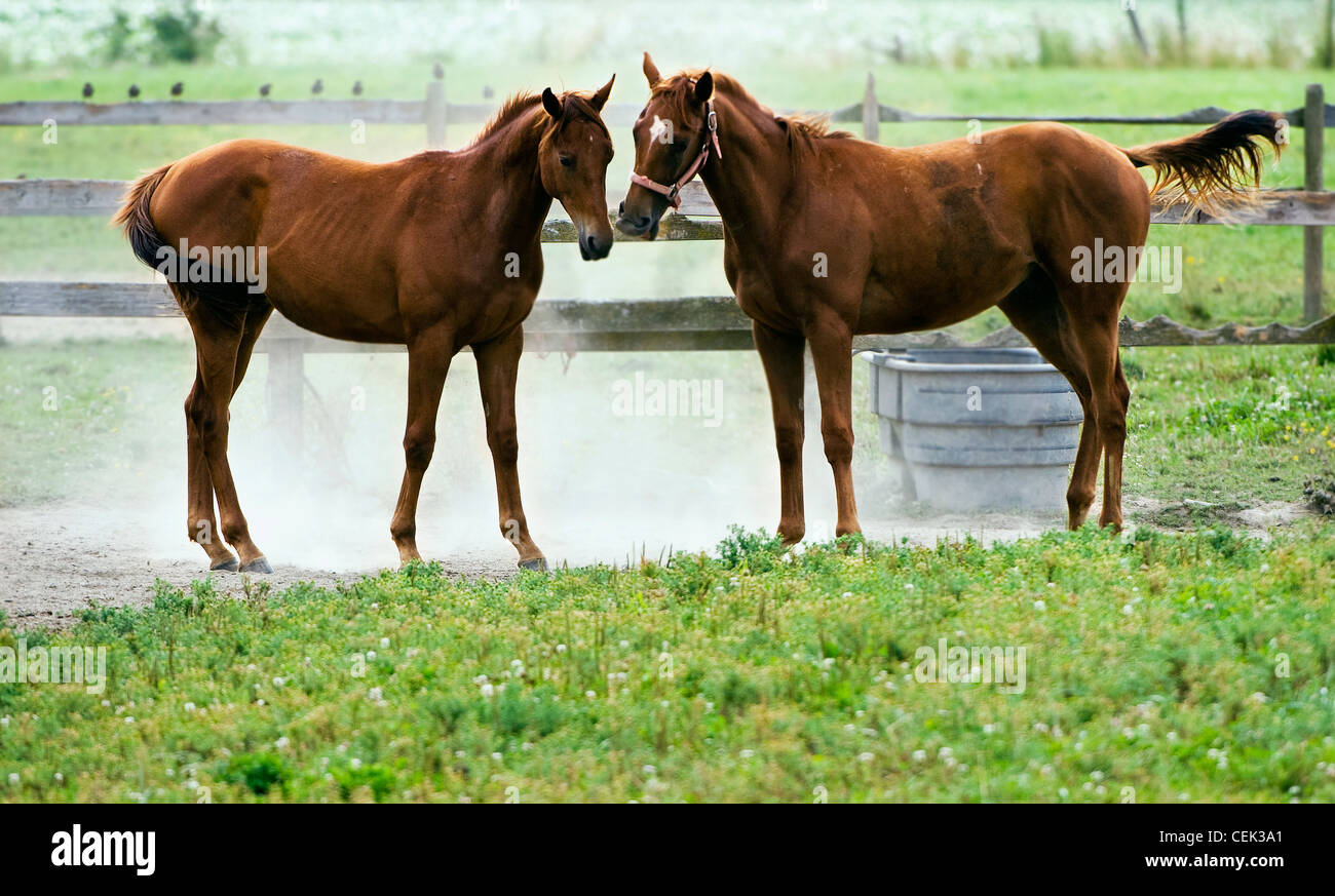 Two thoroughbred horses facing each other in a corral swing their tails
