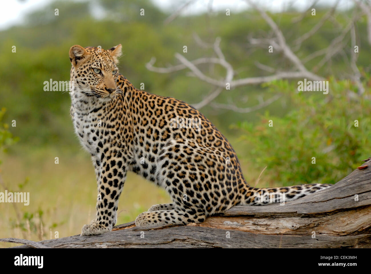 African Leopard Stock Photo