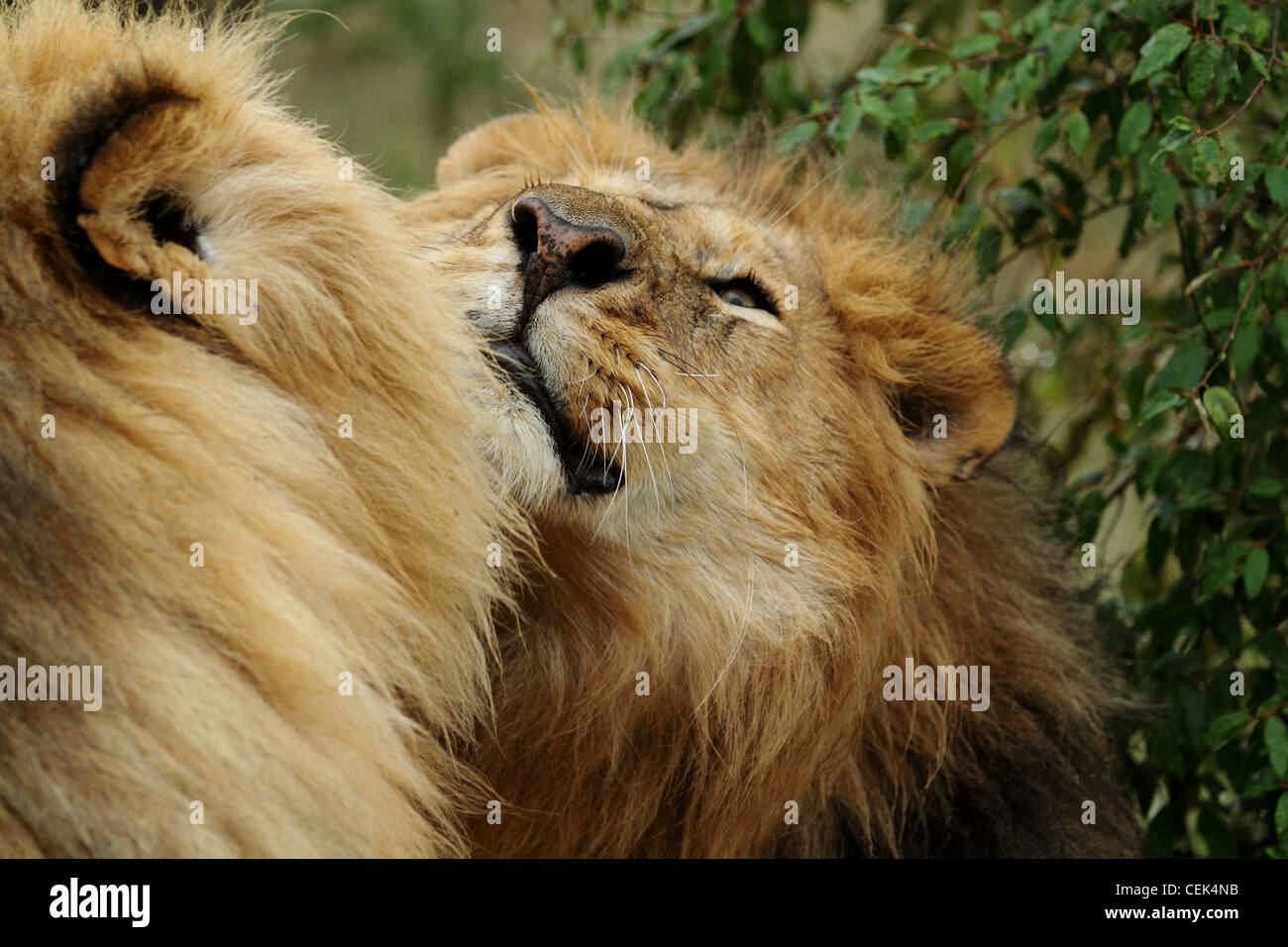 Male African Lion in Masai Mara, Kenya Stock Photo - Alamy