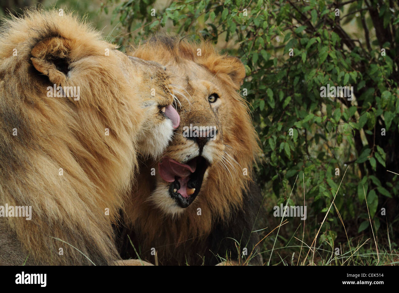 Male african lion hi-res stock photography and images - Alamy