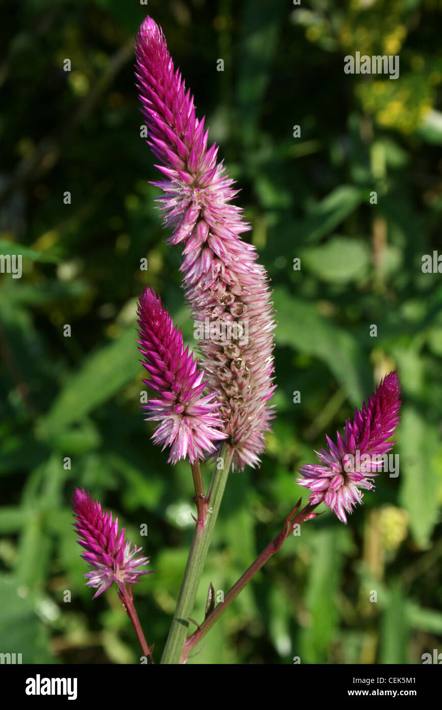 Pink / Purple Garden Flowers 'Plumed Cockscomb' -Celosia argentea, Costa Rica Stock Photo