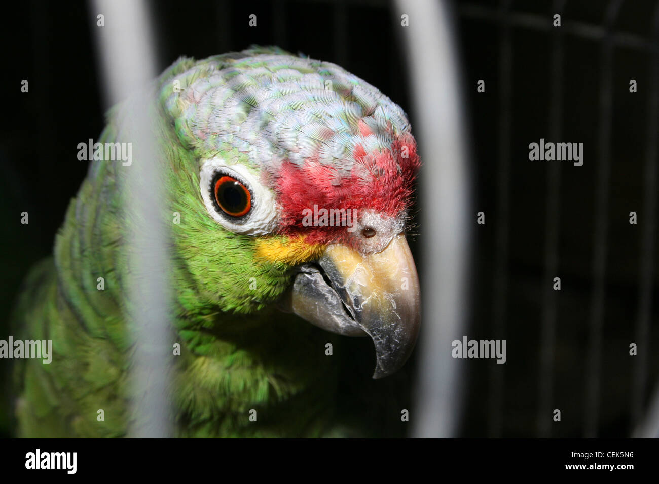Caged Red-lored Parrot Amazona autumnalis Stock Photo