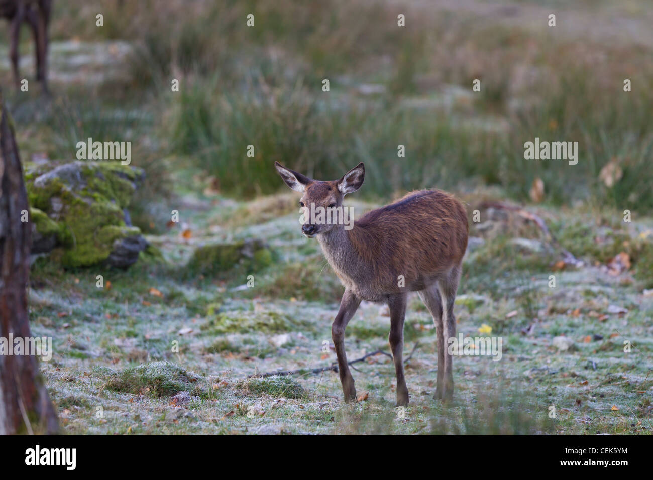 Rothirsch, Cervus elaphus, red deer Stock Photo