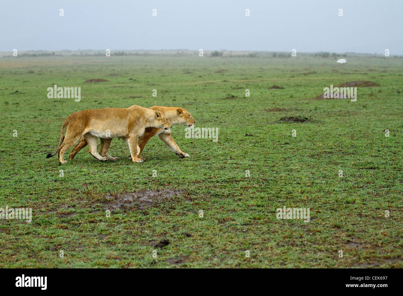 African Lioness during the wildebeest migration at Masai Mara National Park, Kenya, Nairobi Stock Photo