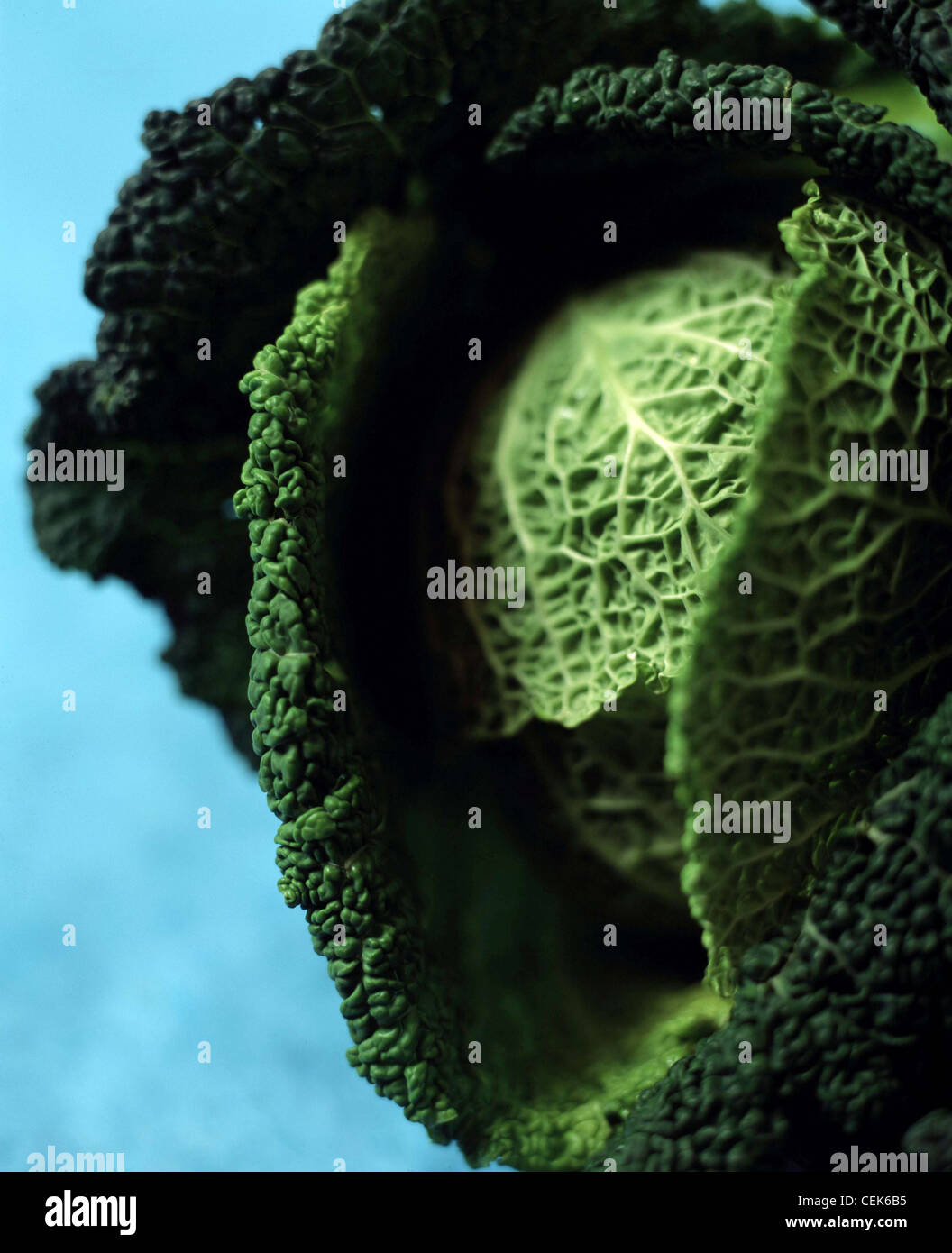 Detail of savoy cabbage Stock Photo - Alamy