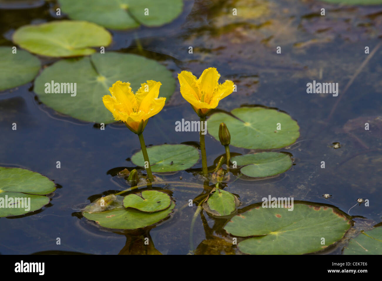 Europaeische Seekanne, Nymphoides peltata, fringed water-lily Stock Photo