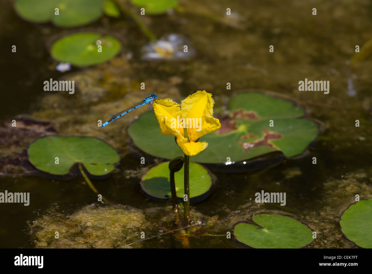 Europaeische Seekanne, Nymphoides peltata, fringed water-lily Stock Photo