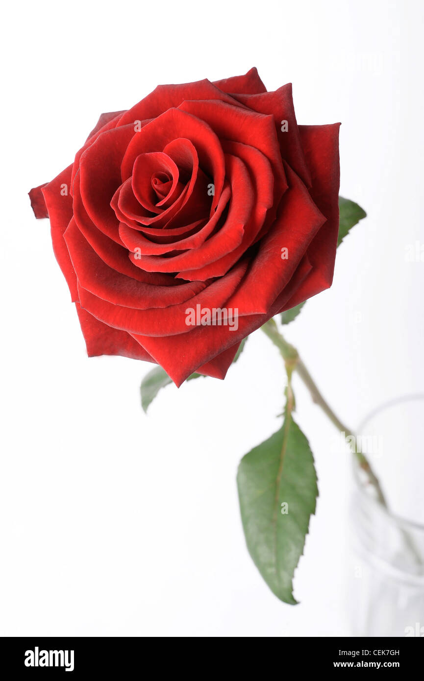 Still life image of a red rose in a glass Stock Photo - Alamy