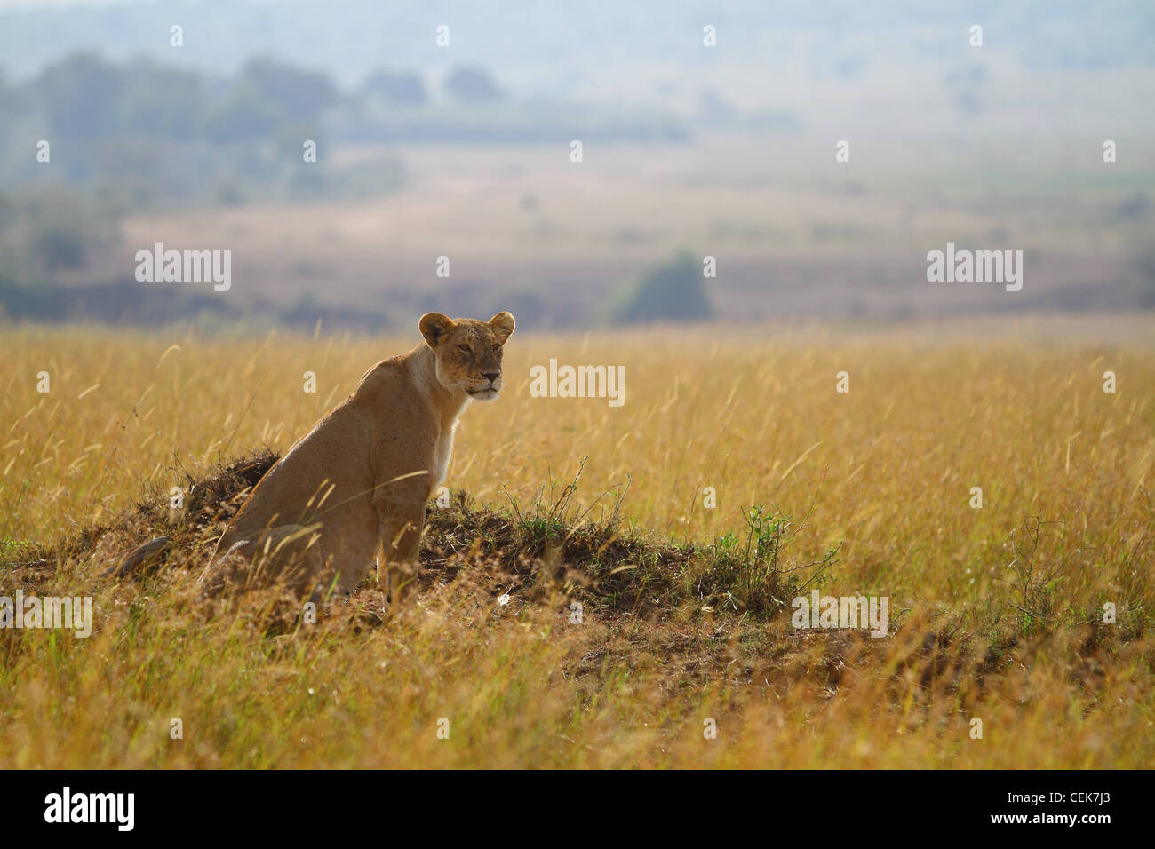 African Lioness in Masai Mara National Park, Kenya, Africa Stock Photo ...
