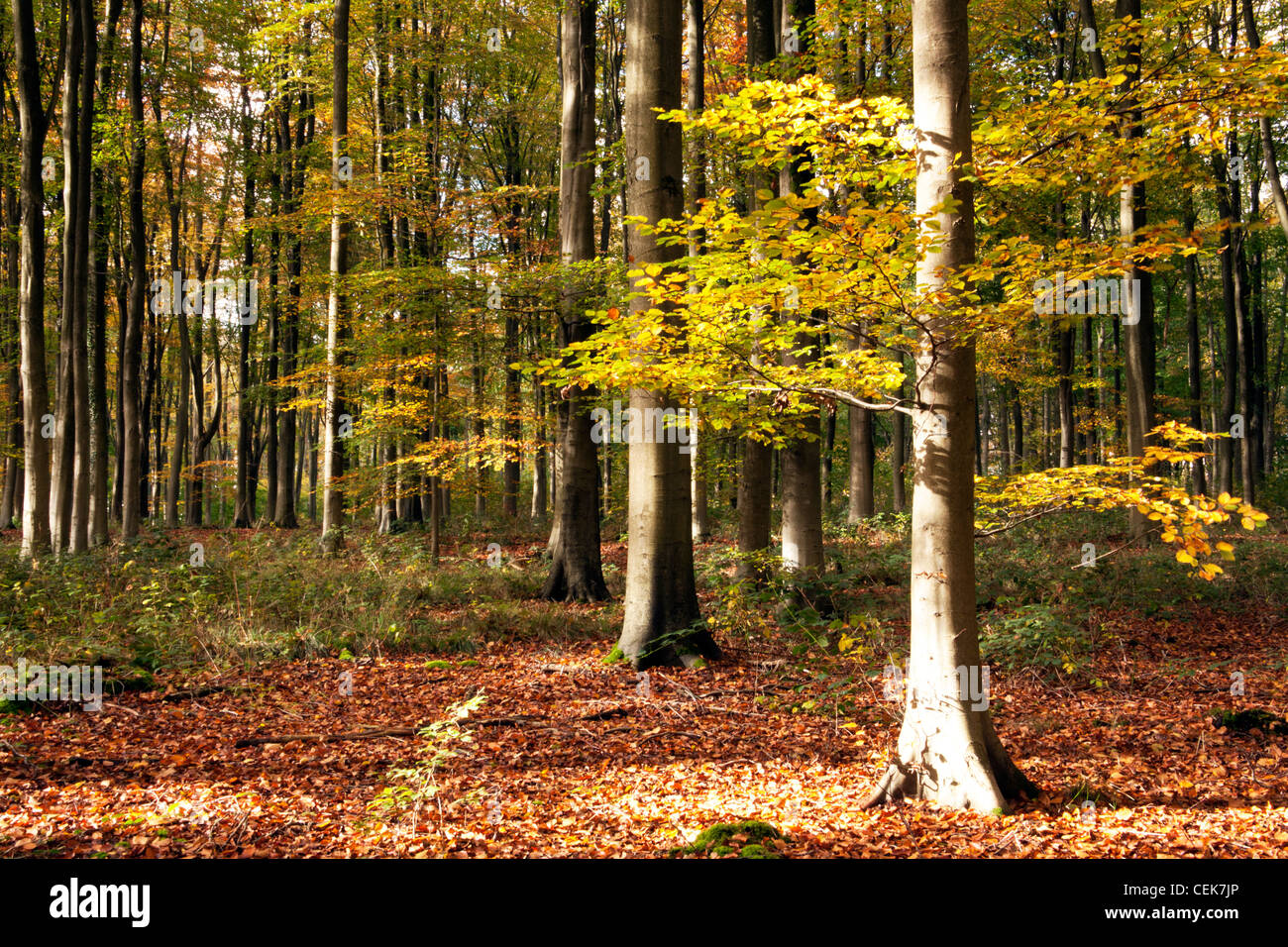 Beech trees lit by autumn sunshine in West Woods near Marlborough in Wiltshire, England. Stock Photo
