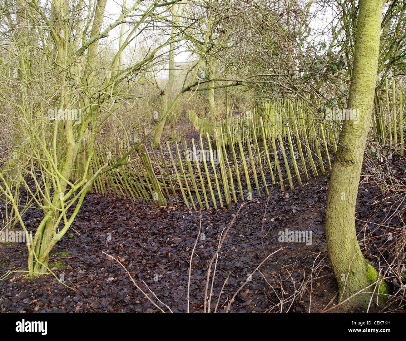Trees fence hi-res stock photography and images - Alamy