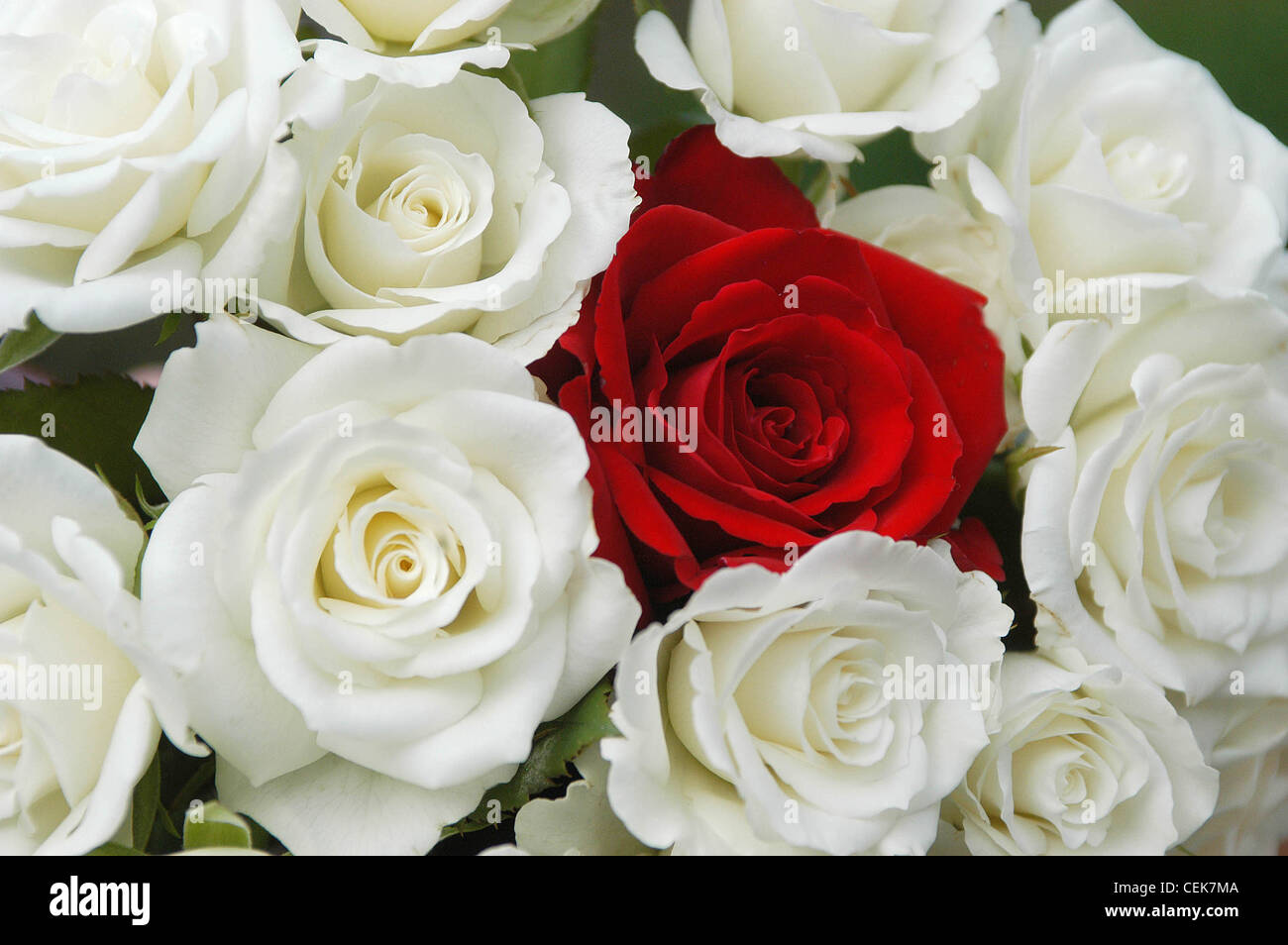 Close up of red rose amongst white roses Stock Photo
