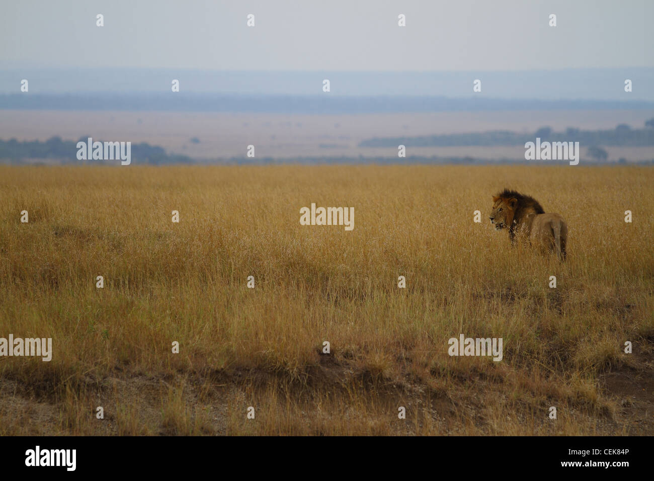 Masai mara national park africa hi-res stock photography and images - Alamy