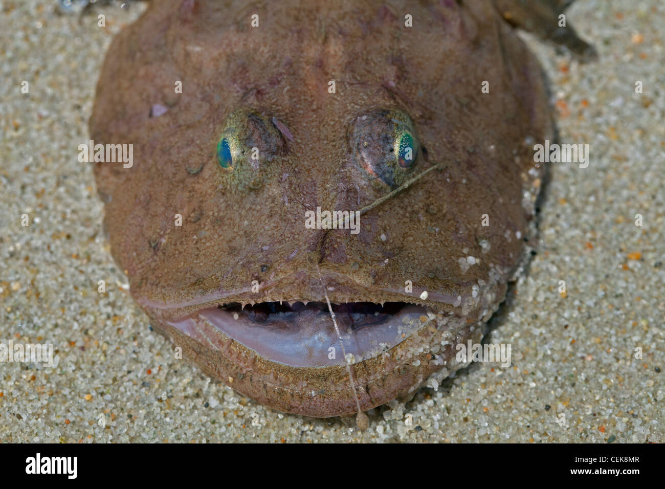 angler fish Stock Photo