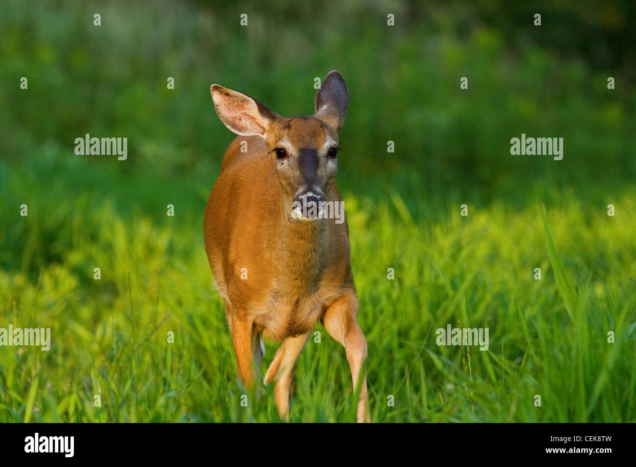 white-tailed-doe-in-summer-stock-photo-alamy