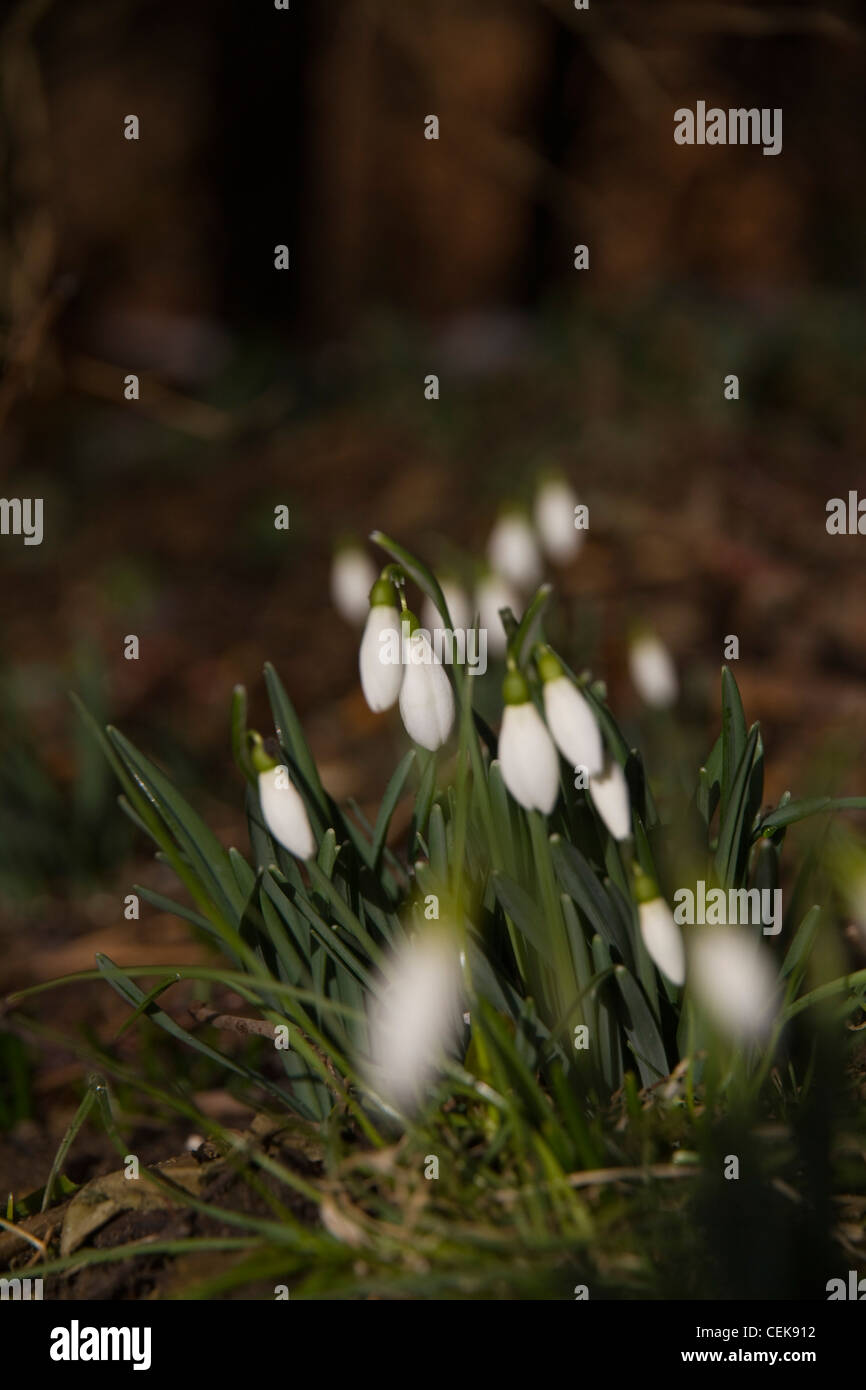 Unopened snowdrop (galanthus) buds Stock Photo