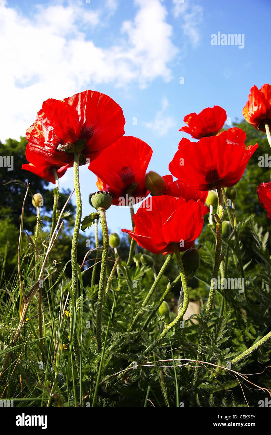 Poppies flowers blue sky clouds hi-res stock photography and images - Alamy