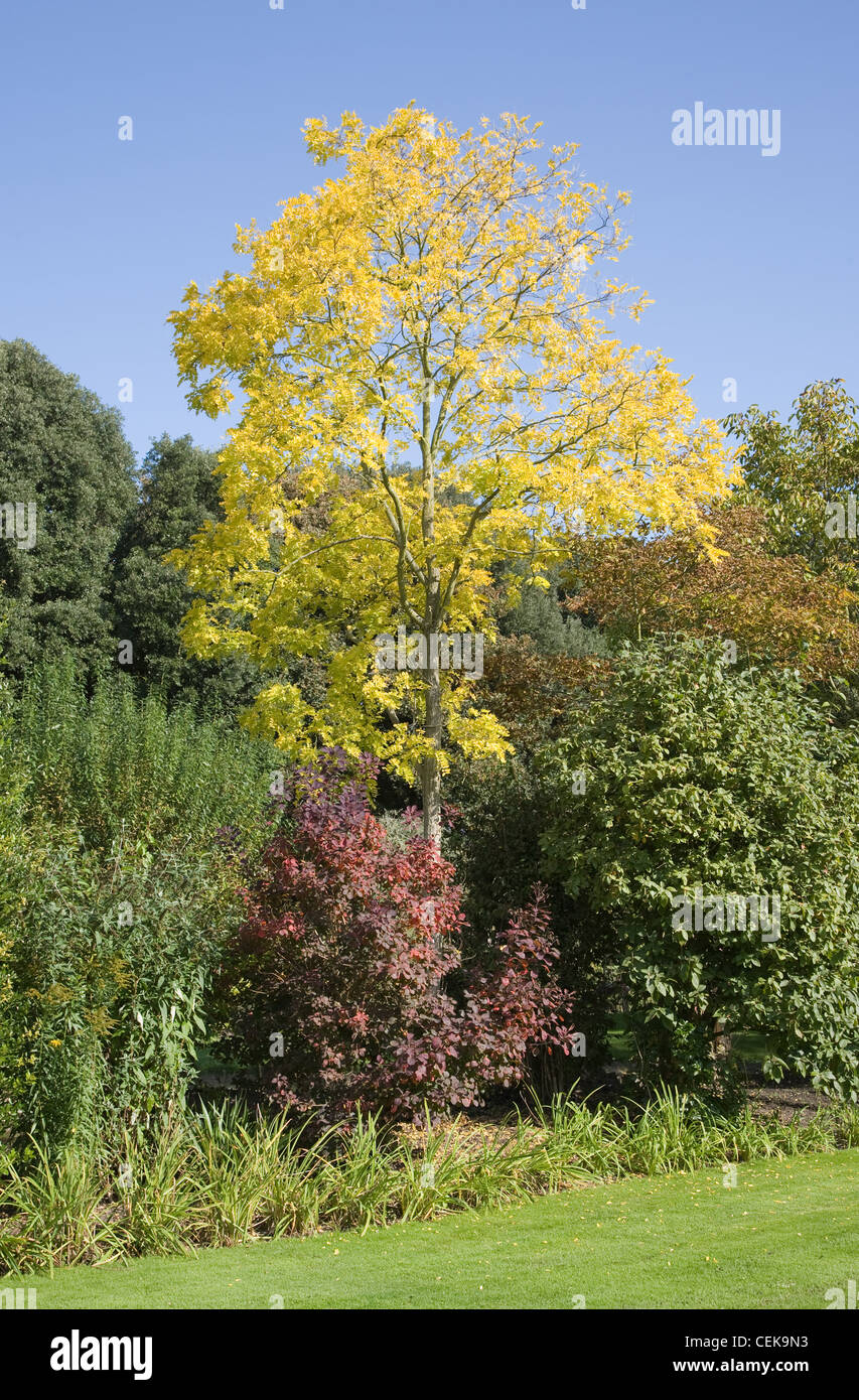 The Salutation Garden in Sandwich, Kent, England Royal Purple tree (Cotinus coggygria) and