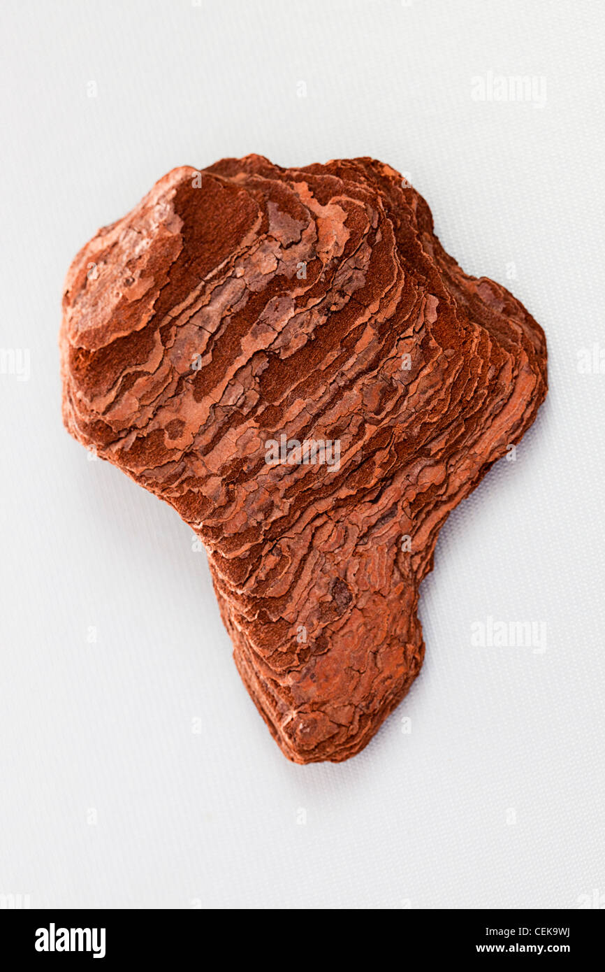 Bark shaped like Africa Stock Photo