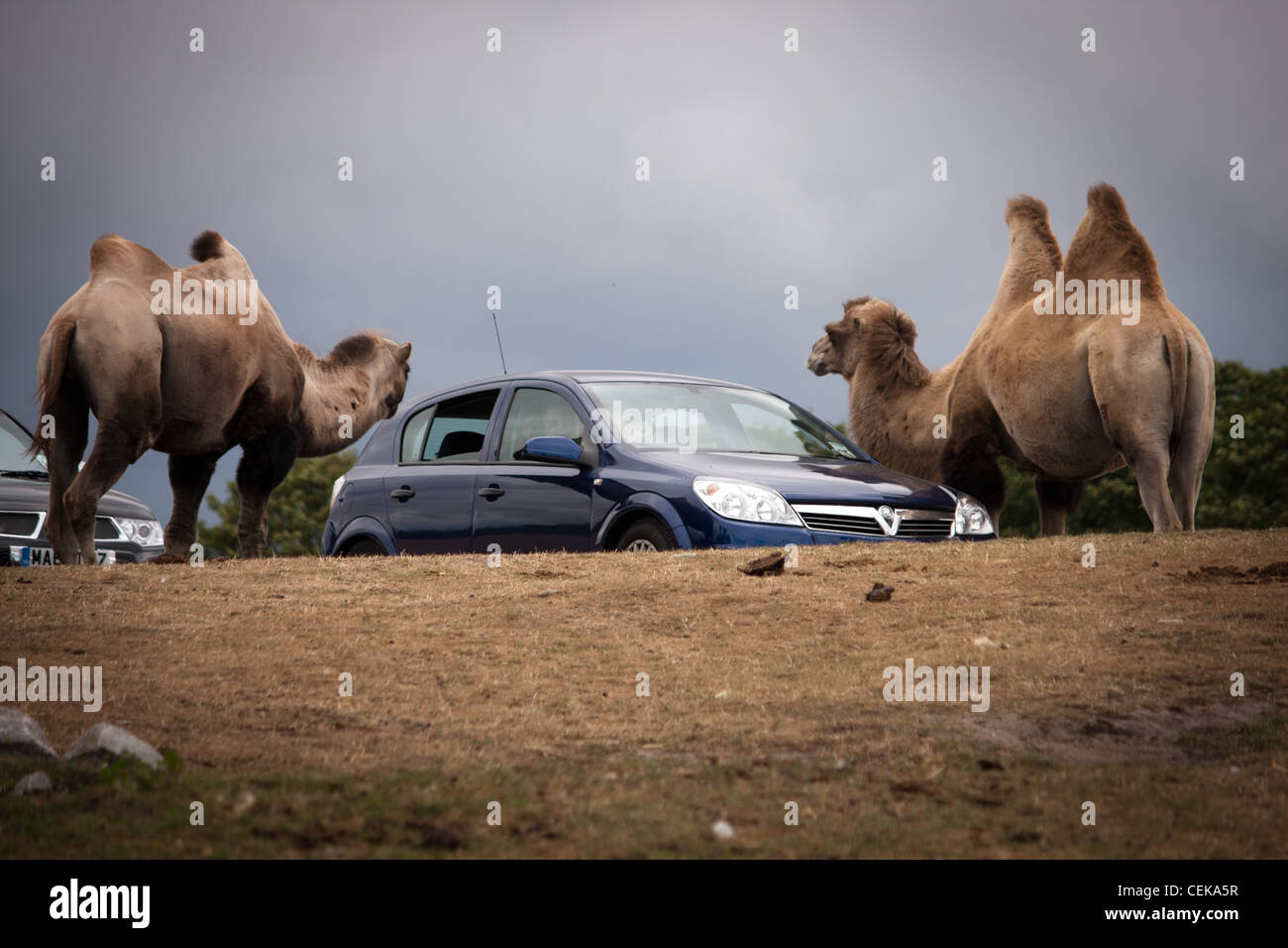 Camels at a drive around safari park surrounding a car where the