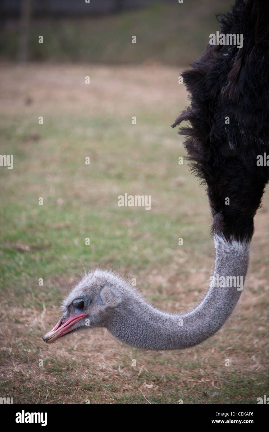 An emu ostrich at a safari park zoo feeding eating grass in a local reserve area Stock Photo