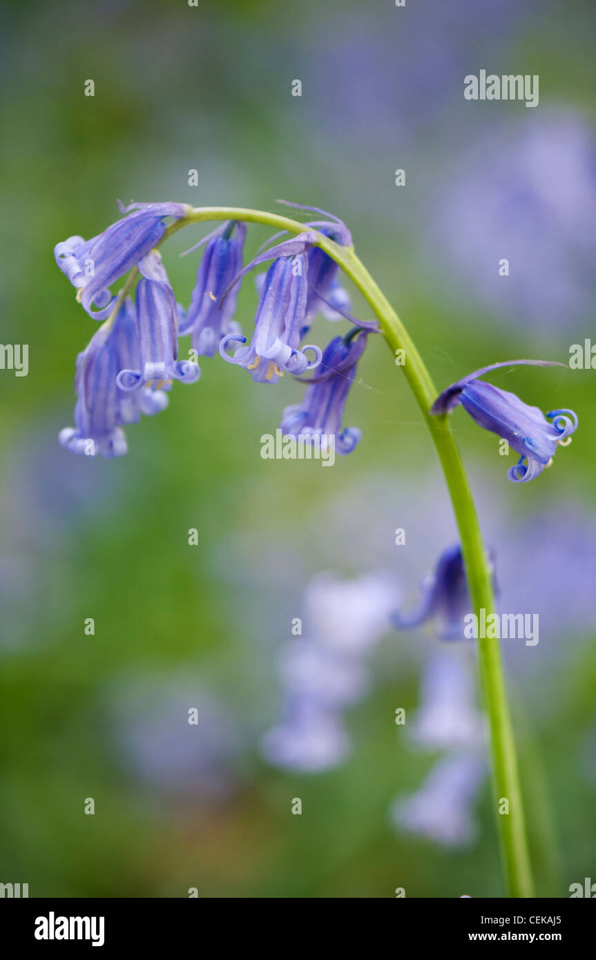 Close-up image of a single bluebell stem. Stock Photo