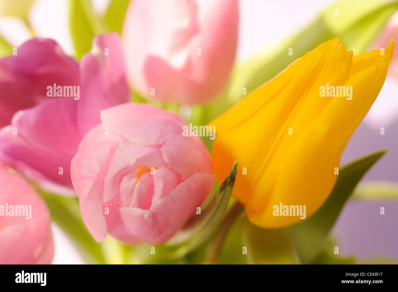 A still life image of a bouquet of colourful tulips Stock Photo - Alamy