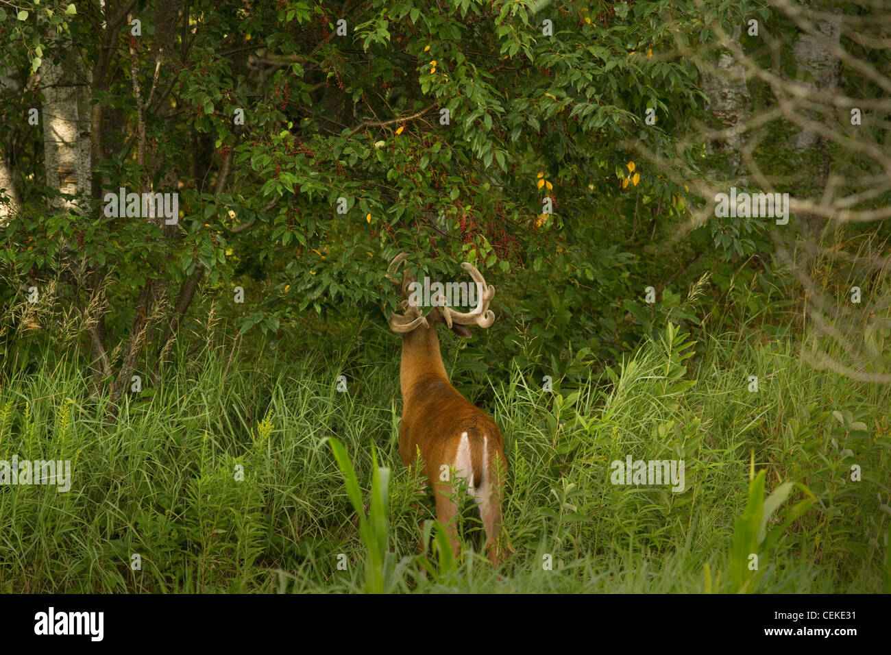 Whitetailed buck stretching to eat from a choke cherry tree Stock