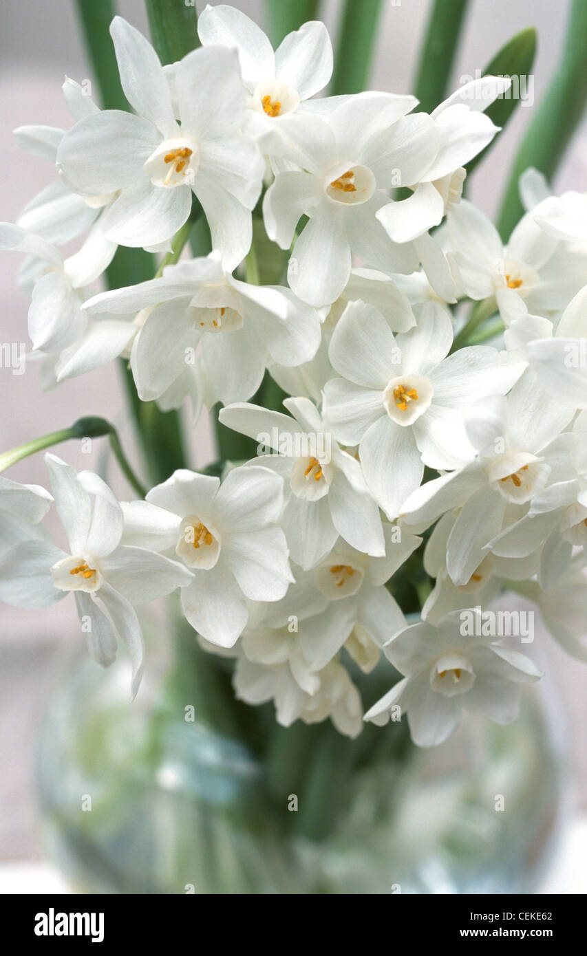Paperwhites Close Up Of Ziva Paperwhite Flowers In A Glass Vase