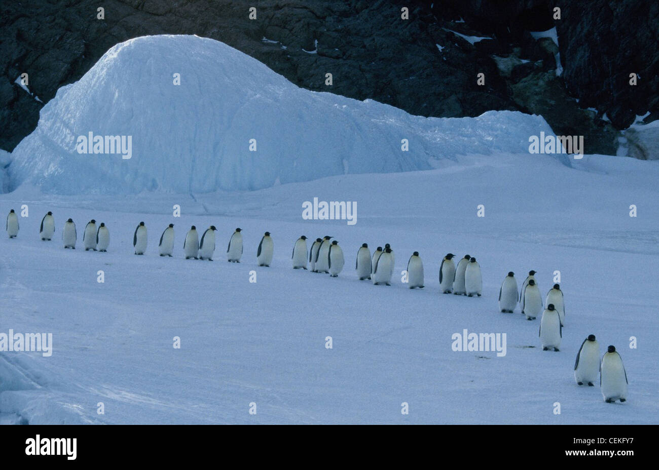 MARCH OF THE PENGUINS (2005) LUC JACQUET (DIR) 001 MOVIESTORE COLLECTION LTD Stock Photo
